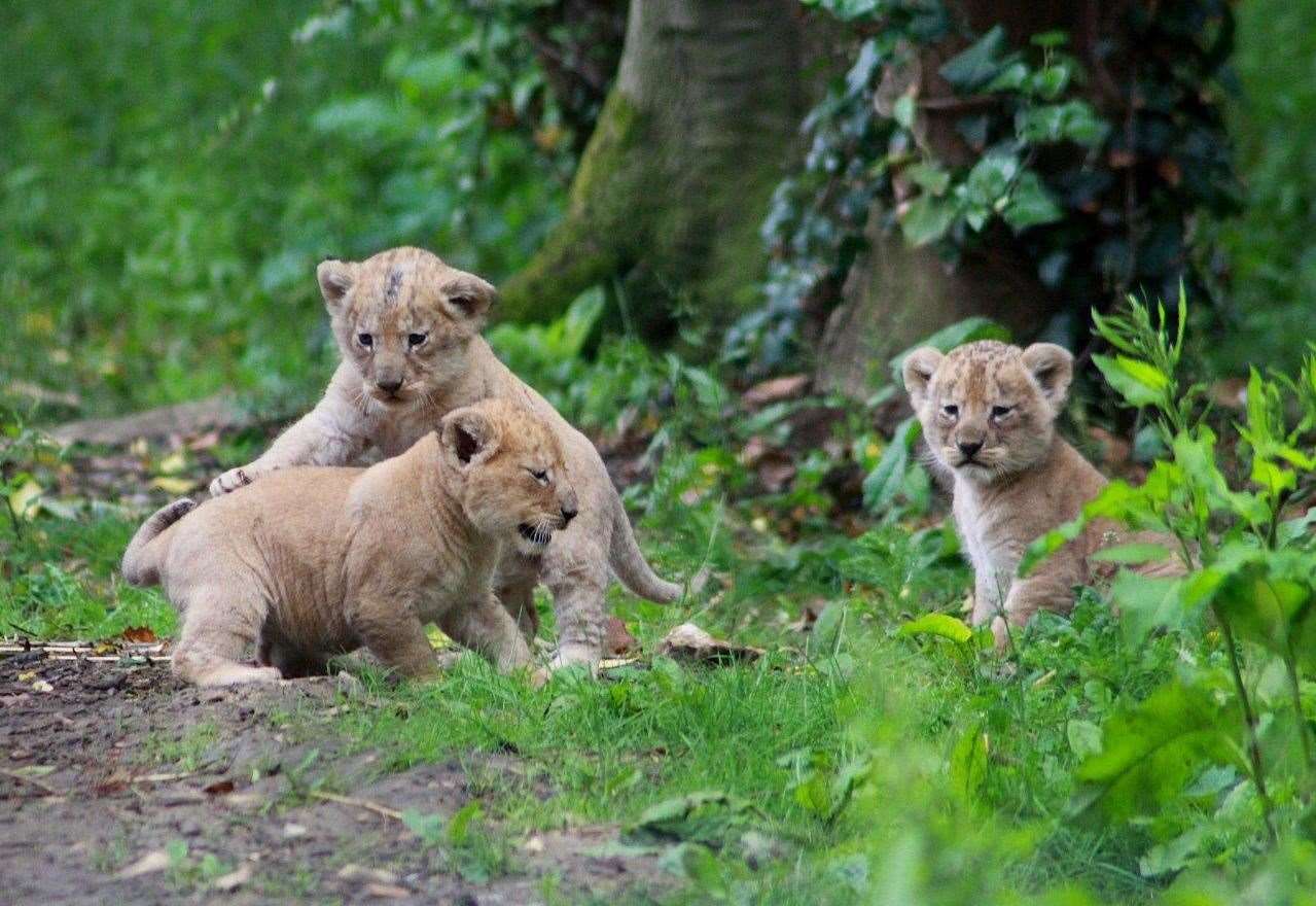 Adorable Lion Cubs Frolic as their Parents Look On 