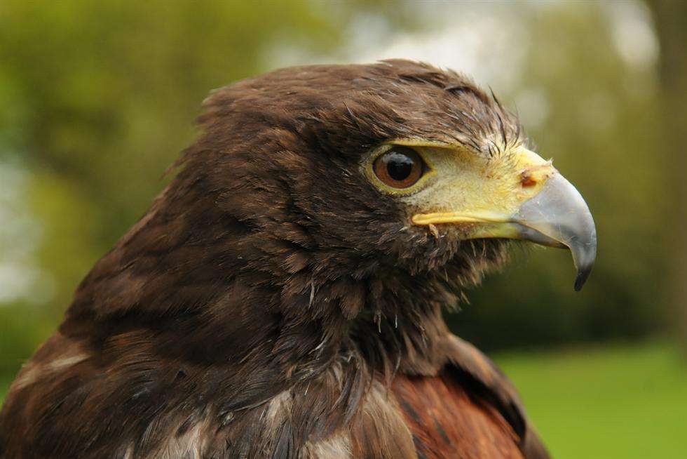 Falconry demonstrations at Doddington Place Gardens