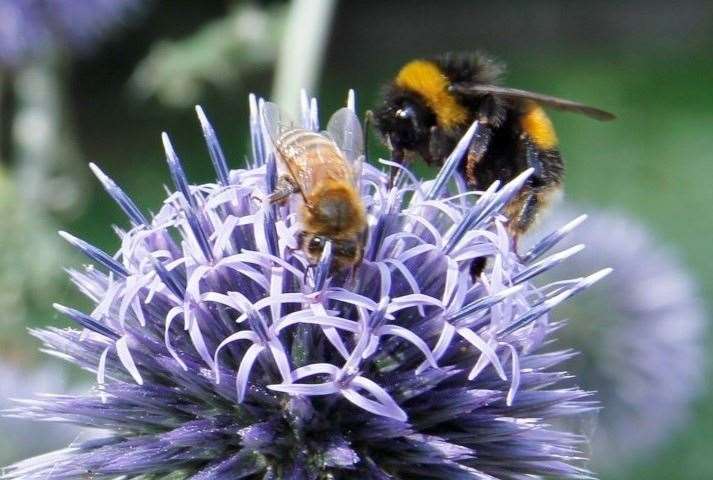 Rob Newbury's winning picture in the Wildlife Category