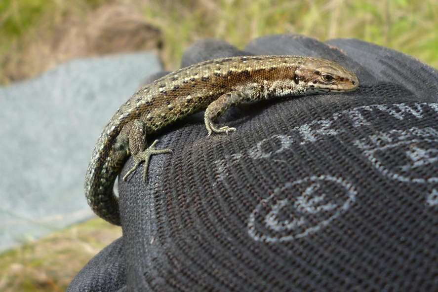 Reptiles have been moved from St Clements Lakes