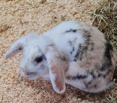 The welfare of rabbit, Eric, has been at the centre of a heated debate relating to Maidstone Aquatics this week. Picture: Wayne Miles