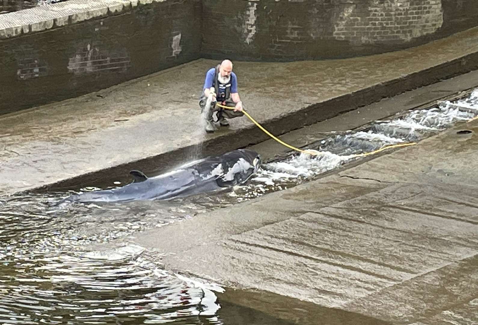 A man was seen hosing down the whale (Jake Manketo/PA)