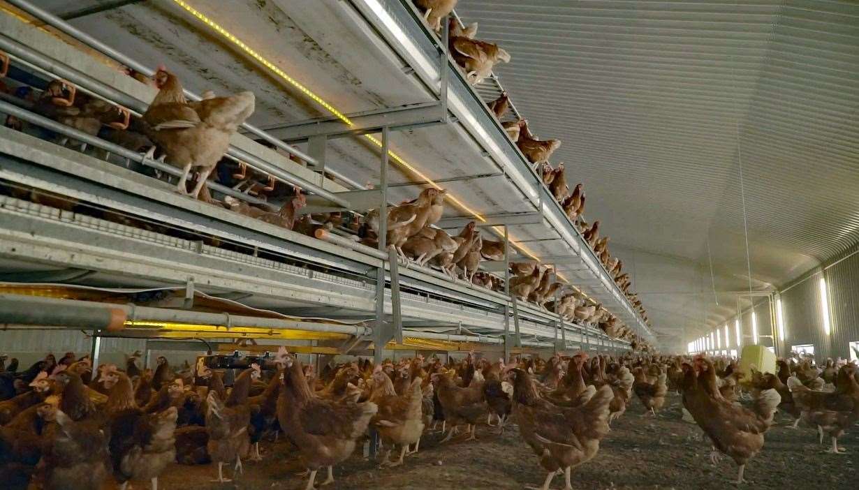 These days, most shoppers want their eggs to come from free-range hens, like these at another Fridays plant