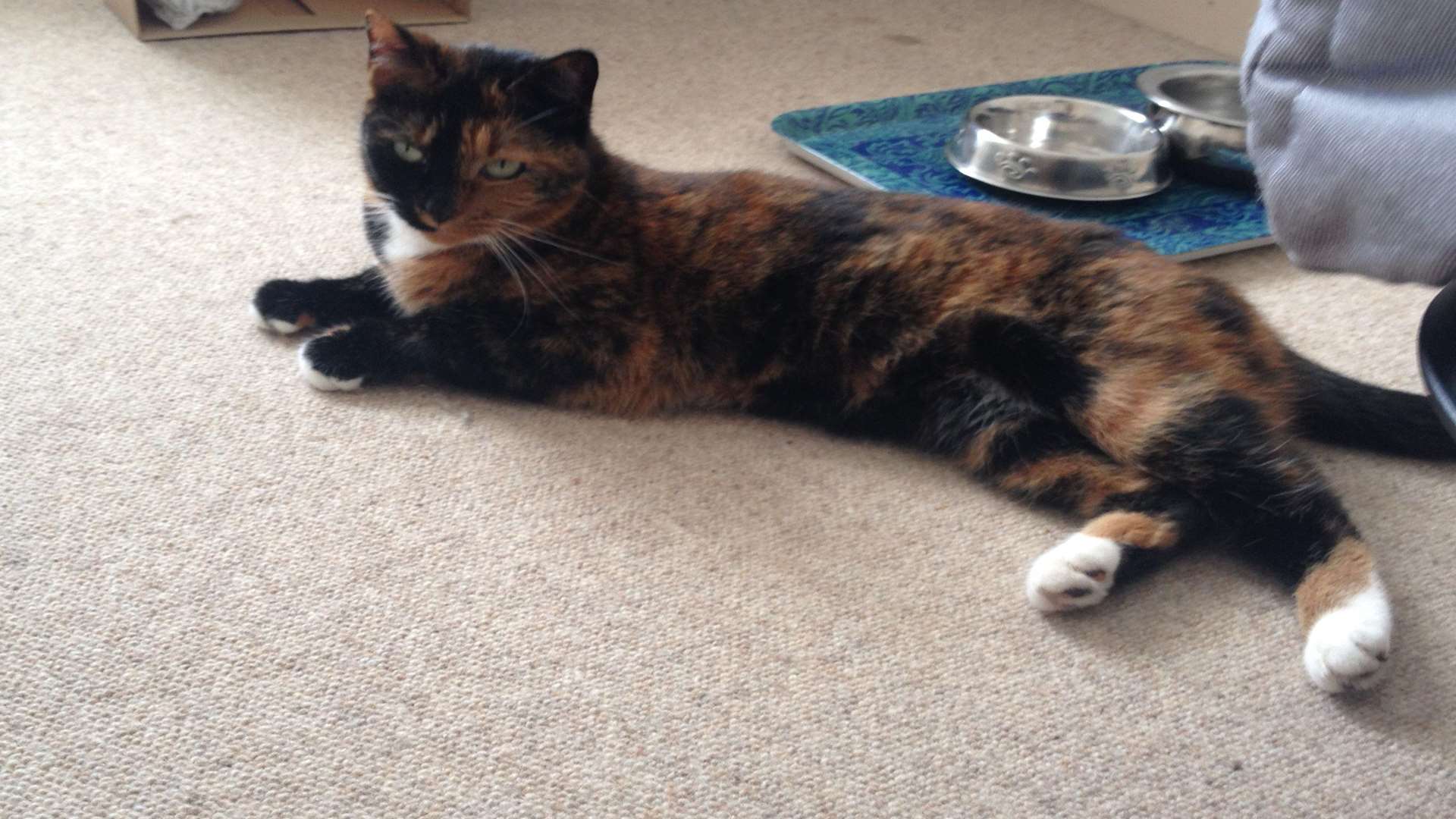 Suki is the Brand Hatch's longest staying resident and has been looking for a permanent home for more than 100 days. Picture: Battersea Dogs & Cats Home