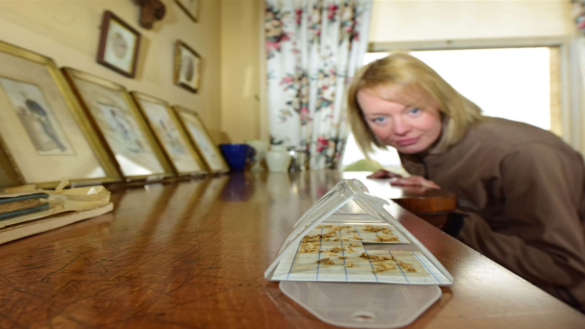 English Heritage collections conservator Caroline Rawson examines the clothes moths found