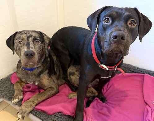 Bubba and Gump the the labrador crossbreeds. Picture: Last Chance Animal Rescue