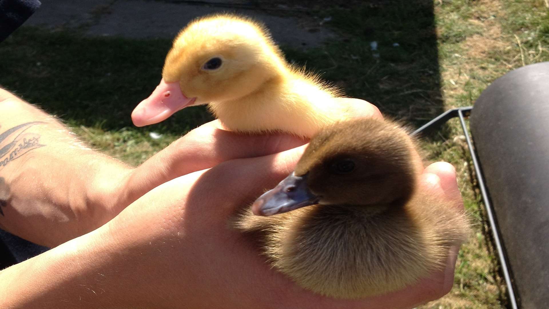 Two ducklings that came to the school in July
