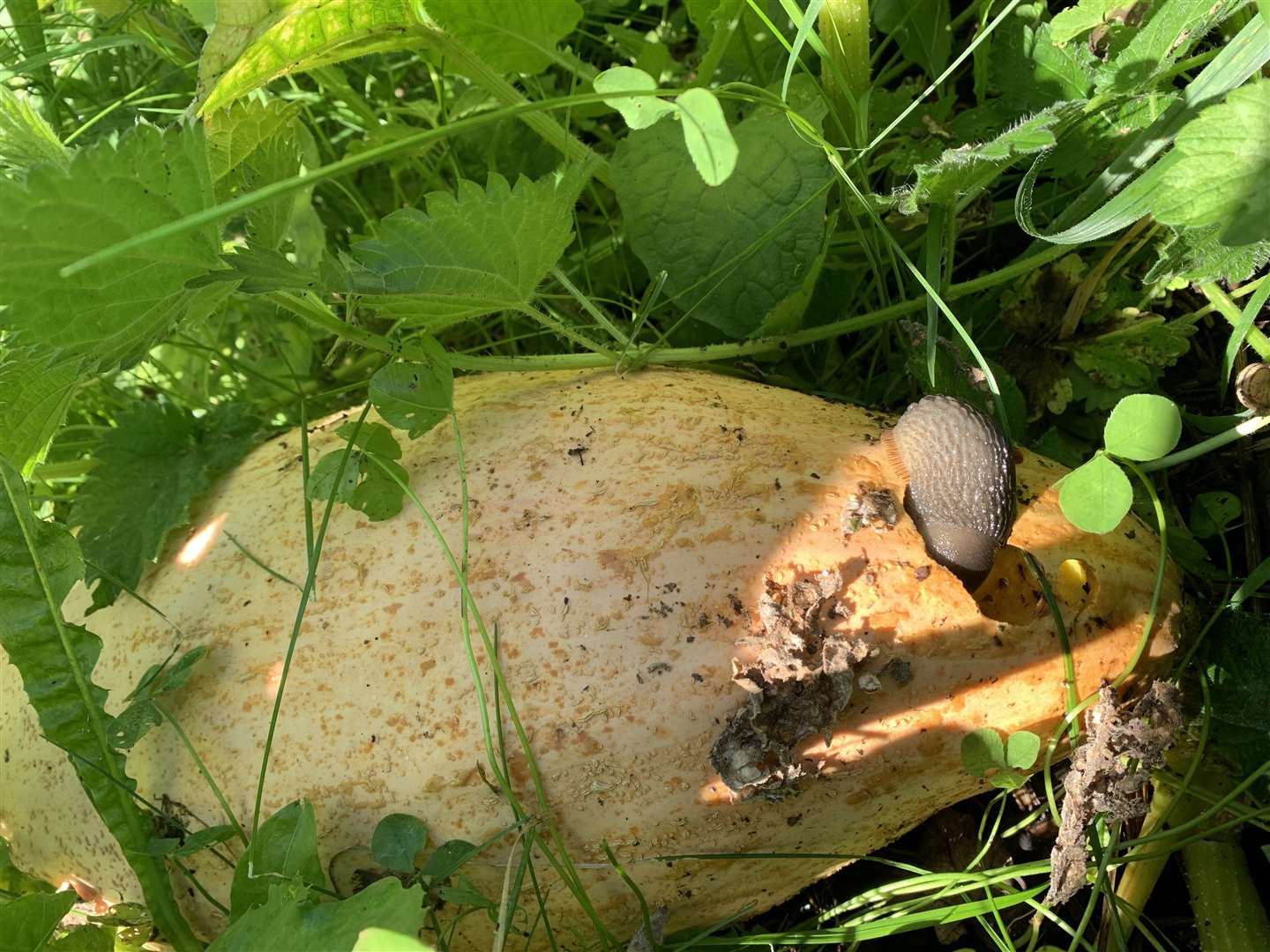 A slug feeding on a Georgia Candy Roaster pumpkin at Buckland Abbey, Devon (National Trust/PA)