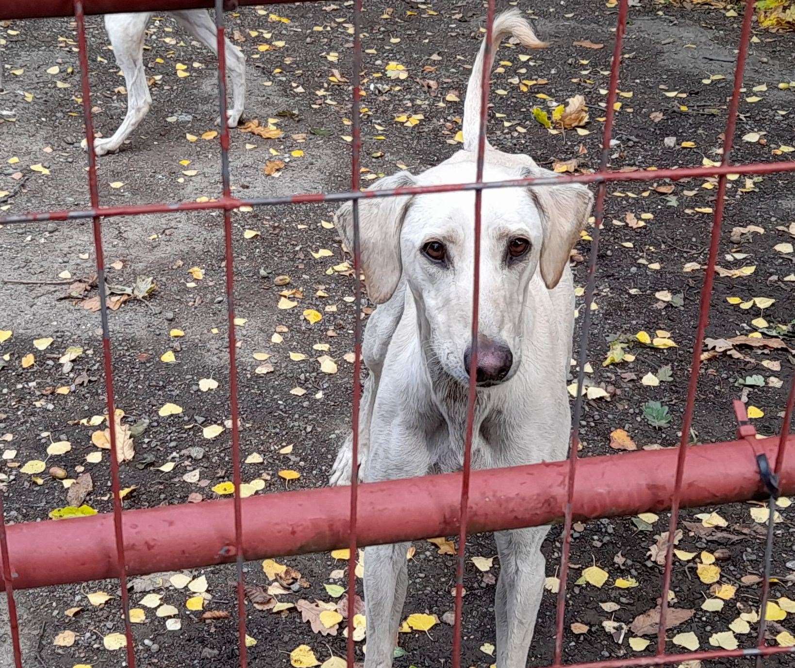 Two of the 11 lurcher dogs found at Langley Beck's property in Boxley had sustained injuries. Picture: RSPCA