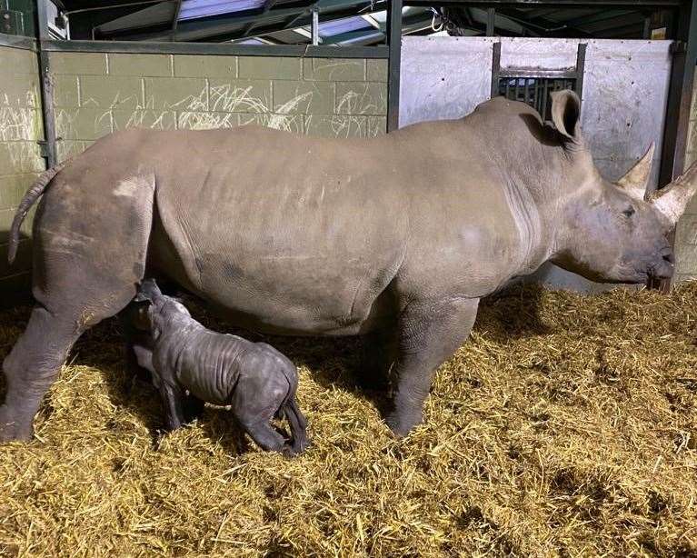 Keepers said they were thrilled by the new arrival (Zoological Society of East Anglia/PA)