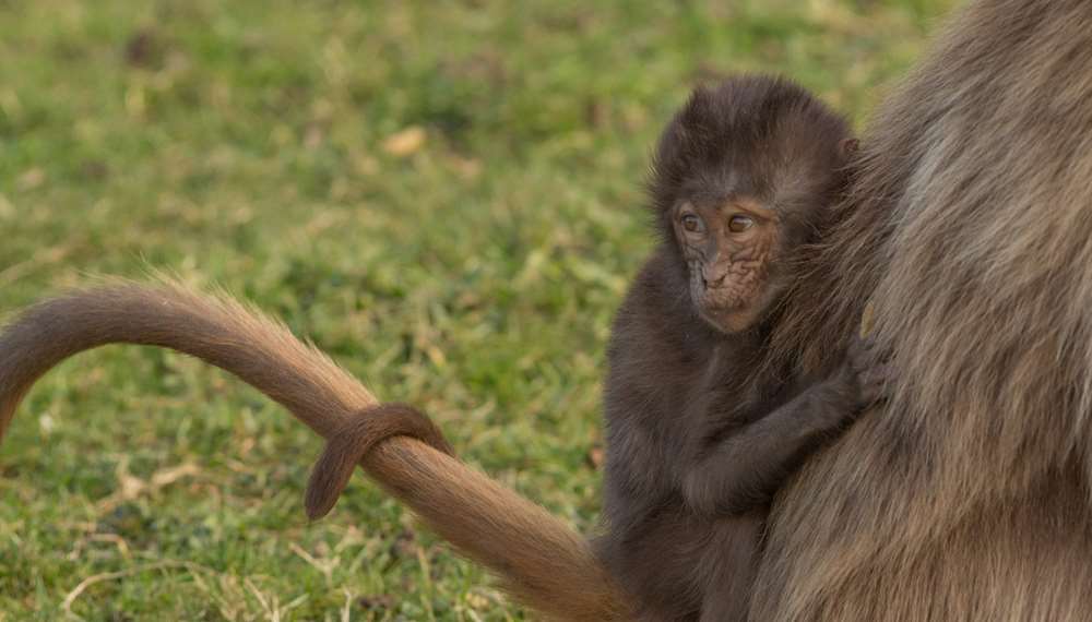 Baby gelada baboons have come out for Easter. Pic by Dave Rolfe