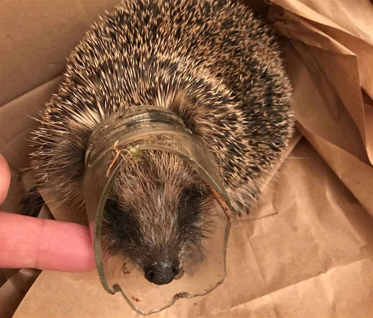 The hedgehog was rescued by a member of the public (5323230)