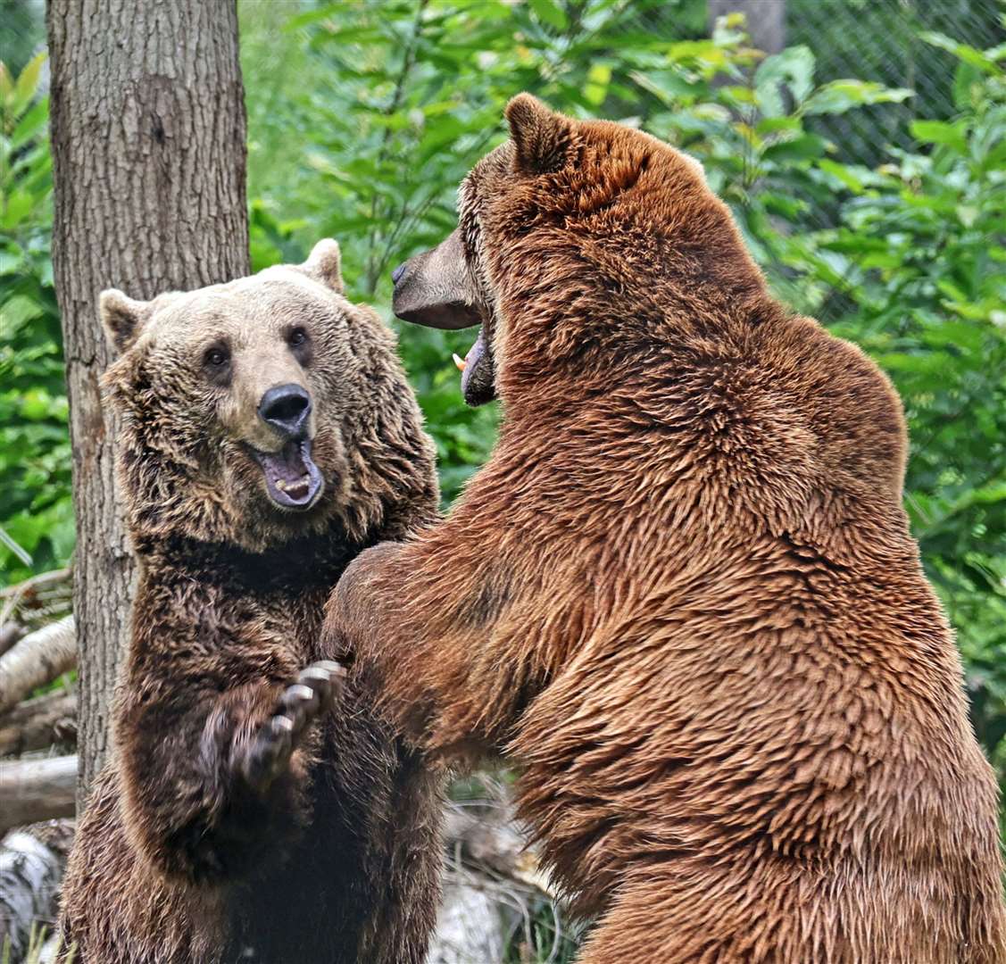 Wildwood bears Fluff and Scruff are set to make a return