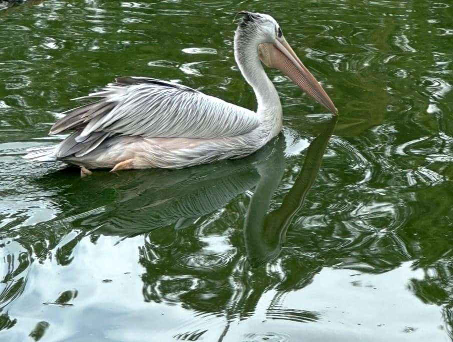 The pelican, which was spotted on the River Stour in Ashford. Picture: Jas Stobbs