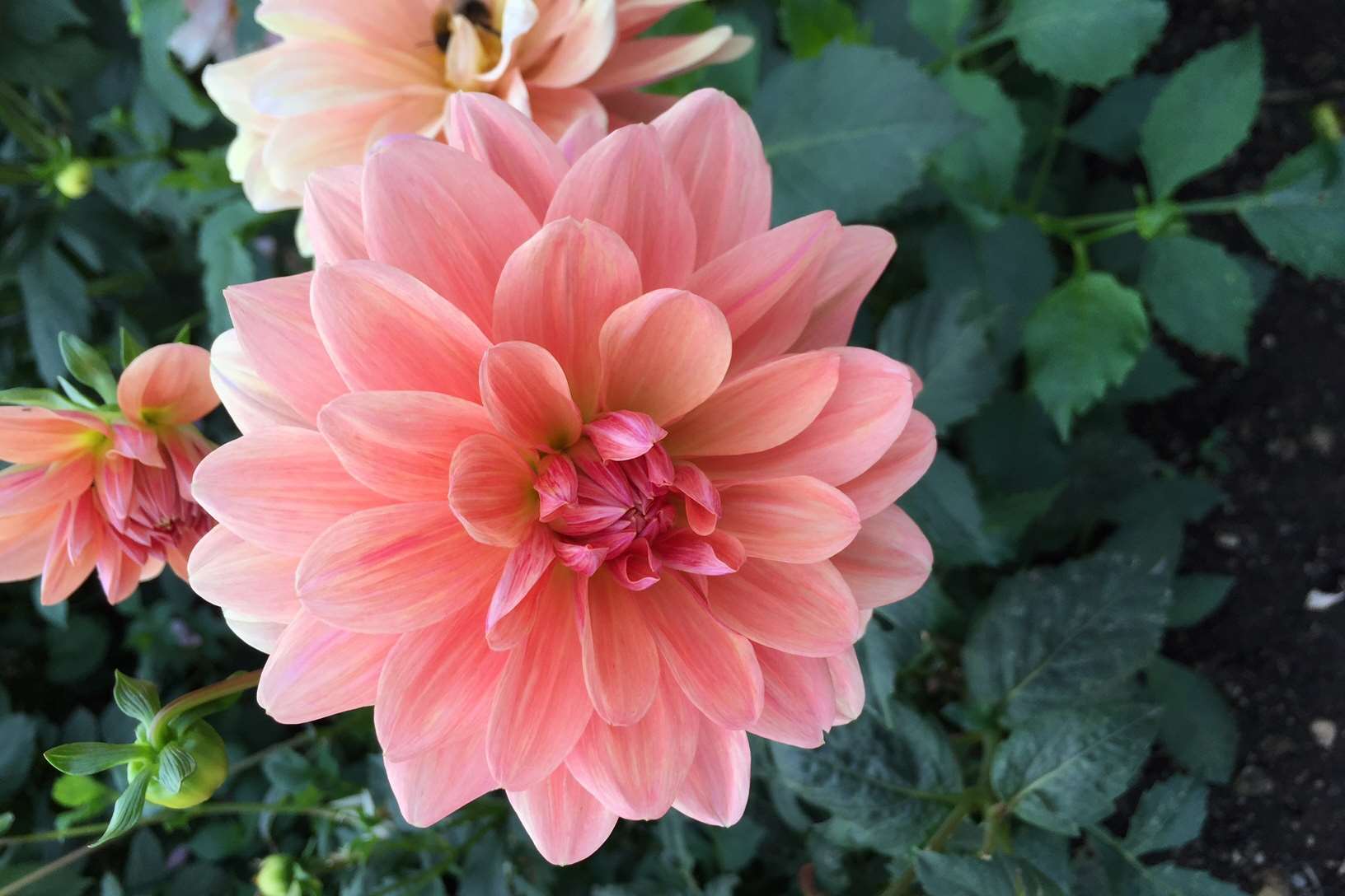 Dahlia 'Susannah York'