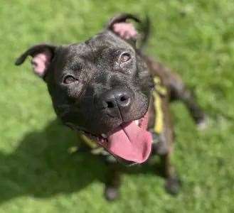 Conor Frost was bitten by the Staffordshire bull terrier cross, like this one. Stock picture