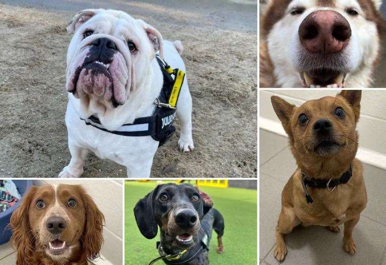 25 dogs in Kent desperate for a home this Christmas, from Last Chance ...