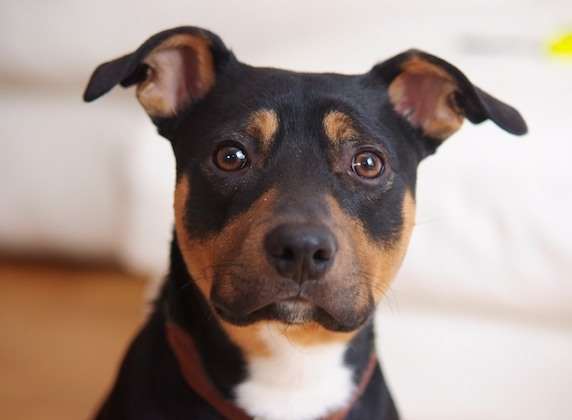 Ernie is alive today thanks to watch manager Neil Ryder giving him mouth-to-snout resuscitation