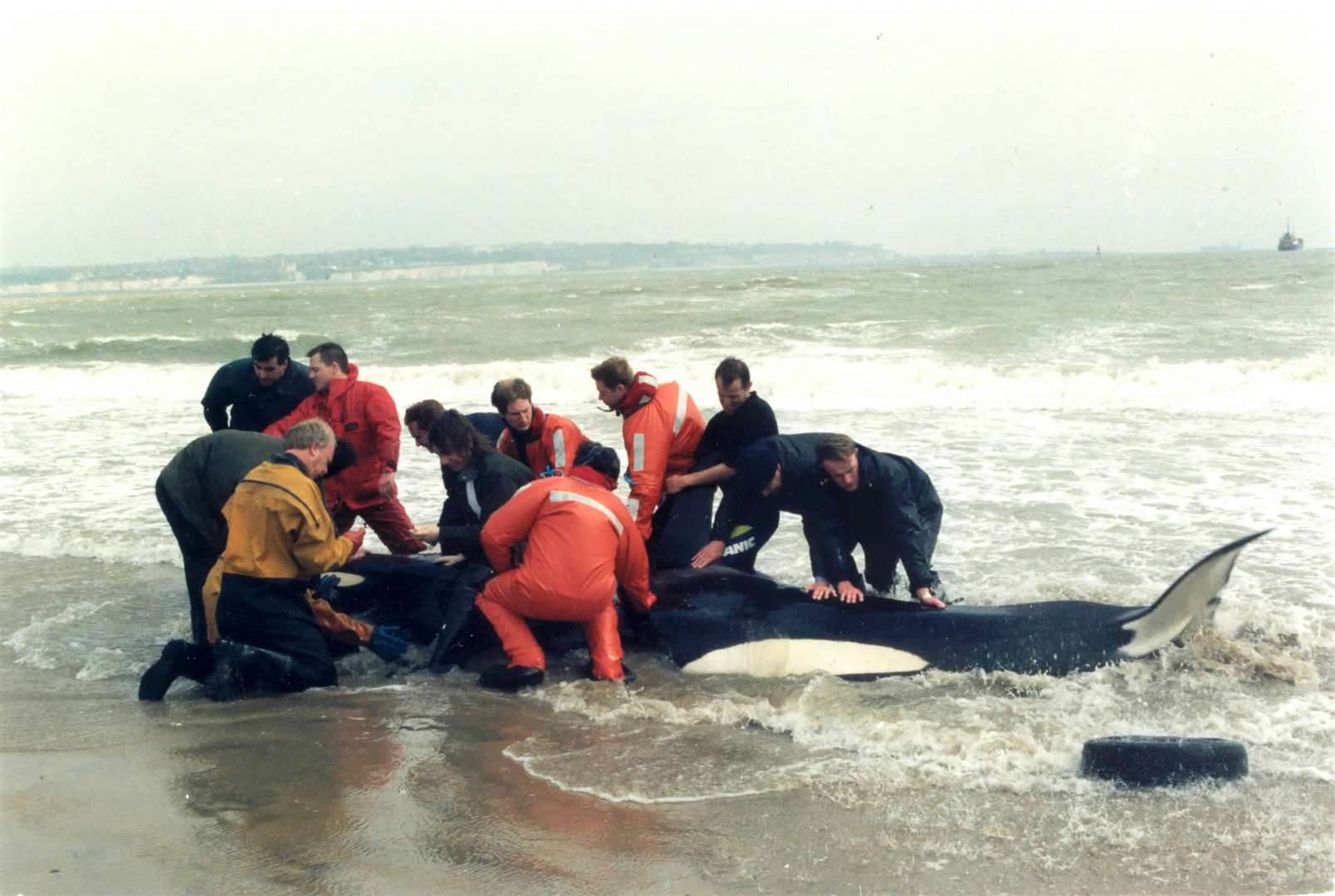 Rescue effort after a killer whale washed up on the beach at Pegwell Bay in 1995. Sadly, the orca, nicknamed Peggy, was too weak to breathe properly and had to be put down