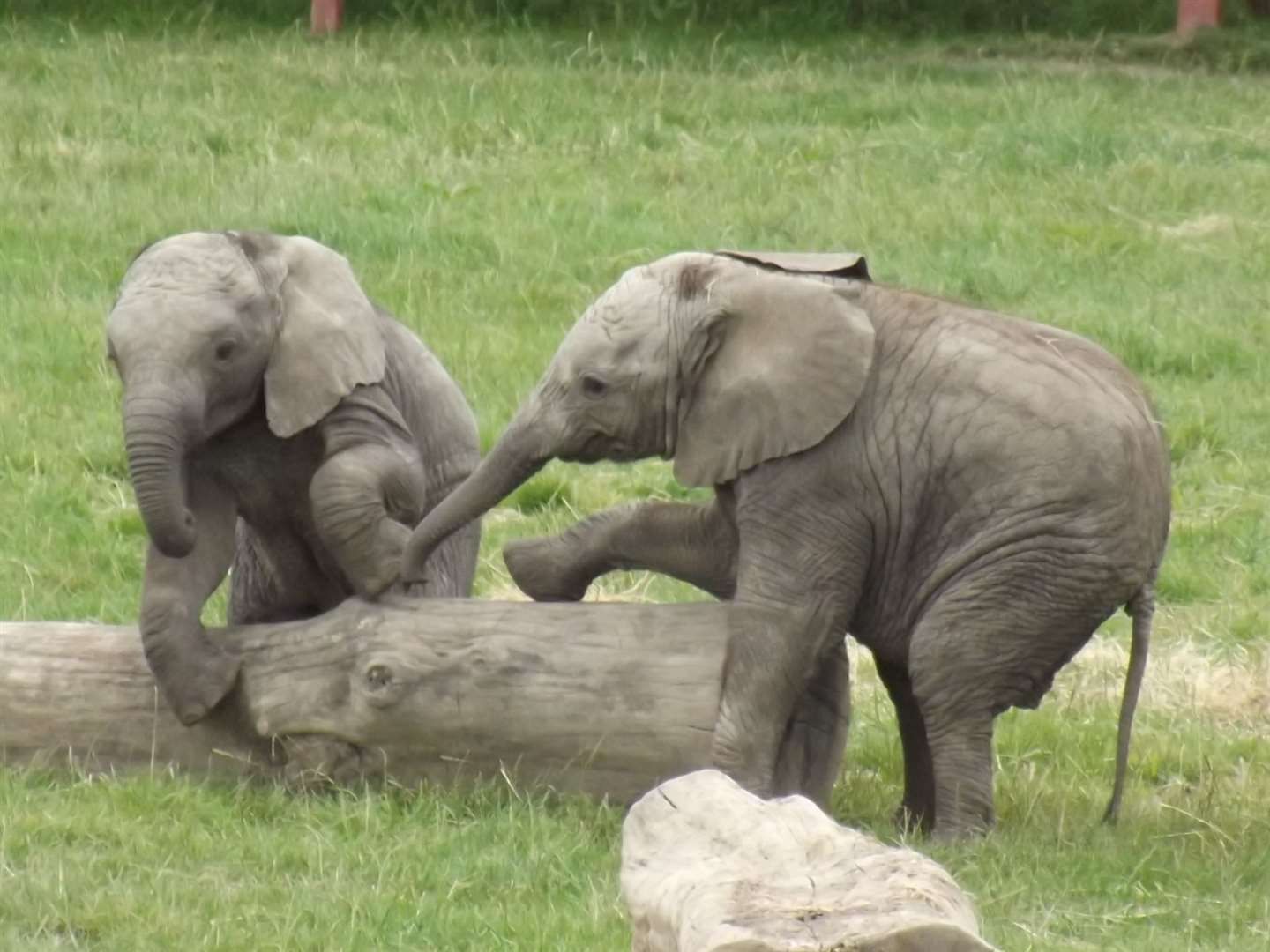 Visitors have spent thousands of hours watching playful elephants over the decades