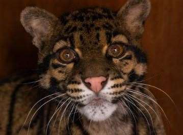 Django will soon be paired with fellow clouded leopard, Bua. Picture: The Big Cat Sanctuary