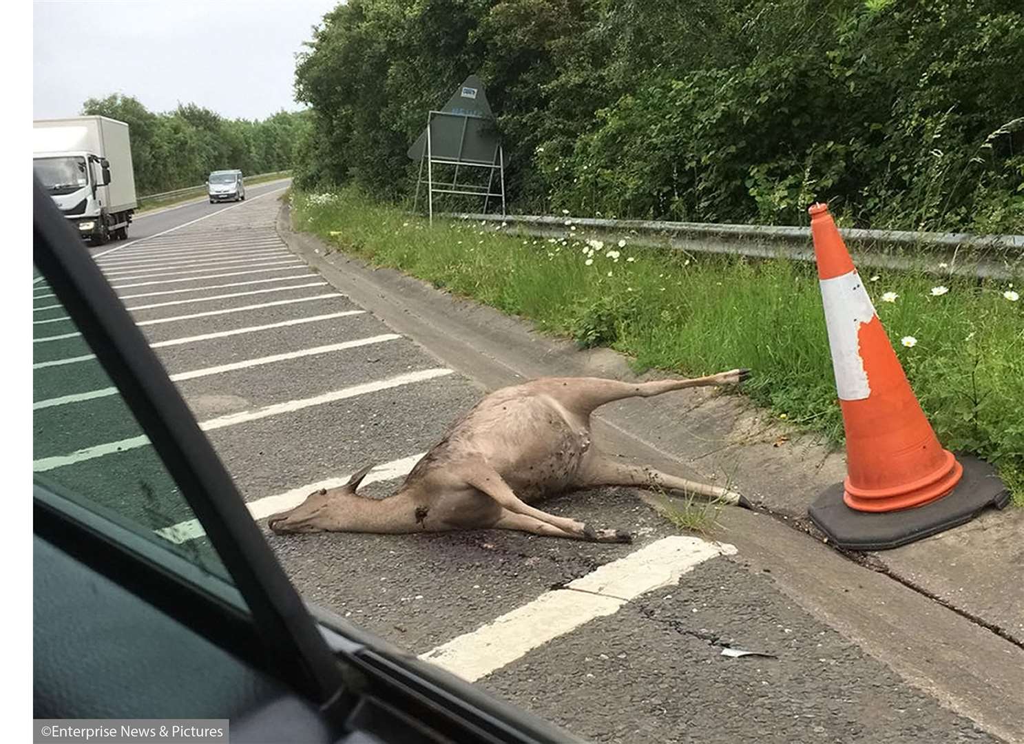 Deer on the side of the A21 entry slip. Thomas Lister-St.George (2452102)