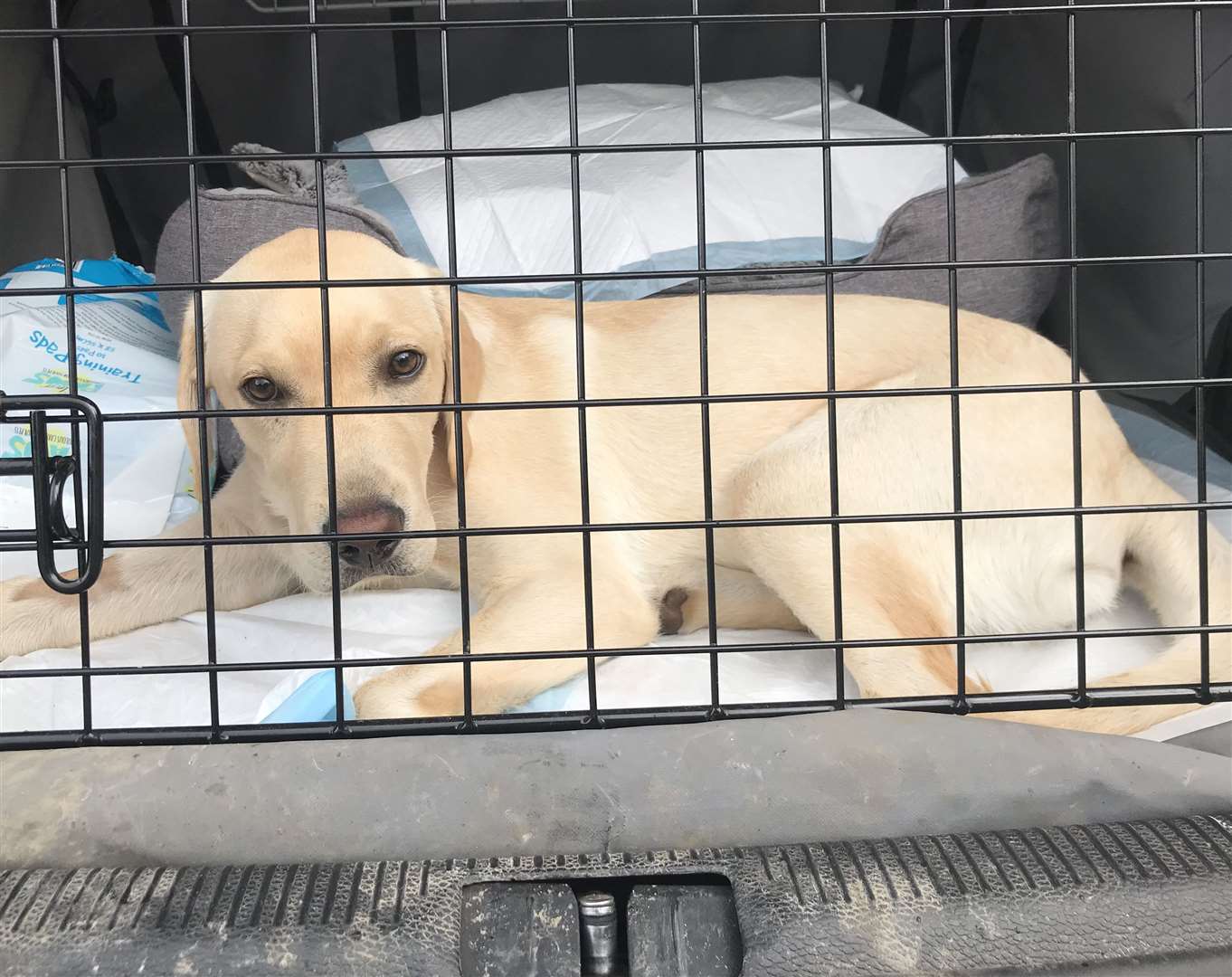 Chester fell ill after contracting Leptospirosis. Photo: Labrador Rescue Kent