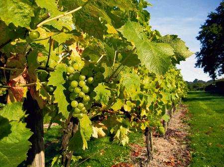 Biddenden Vineyard