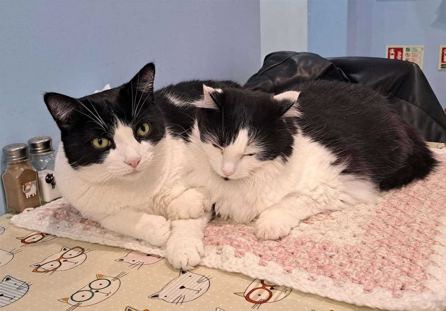 Cosy Cat Cafe in Herne Bay opened in 2018. Picture: Christeen Norfolk