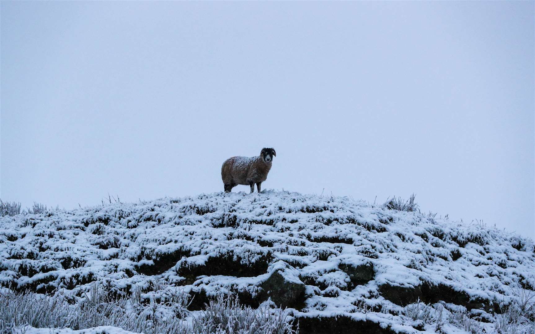 There were yellow warnings for snow and ice across northern England much to the dismay of one sheep (Peter Byrne/PA)