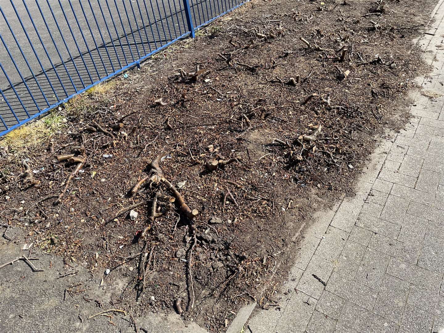 Bushes have been razed next to a basketball cage outside the library