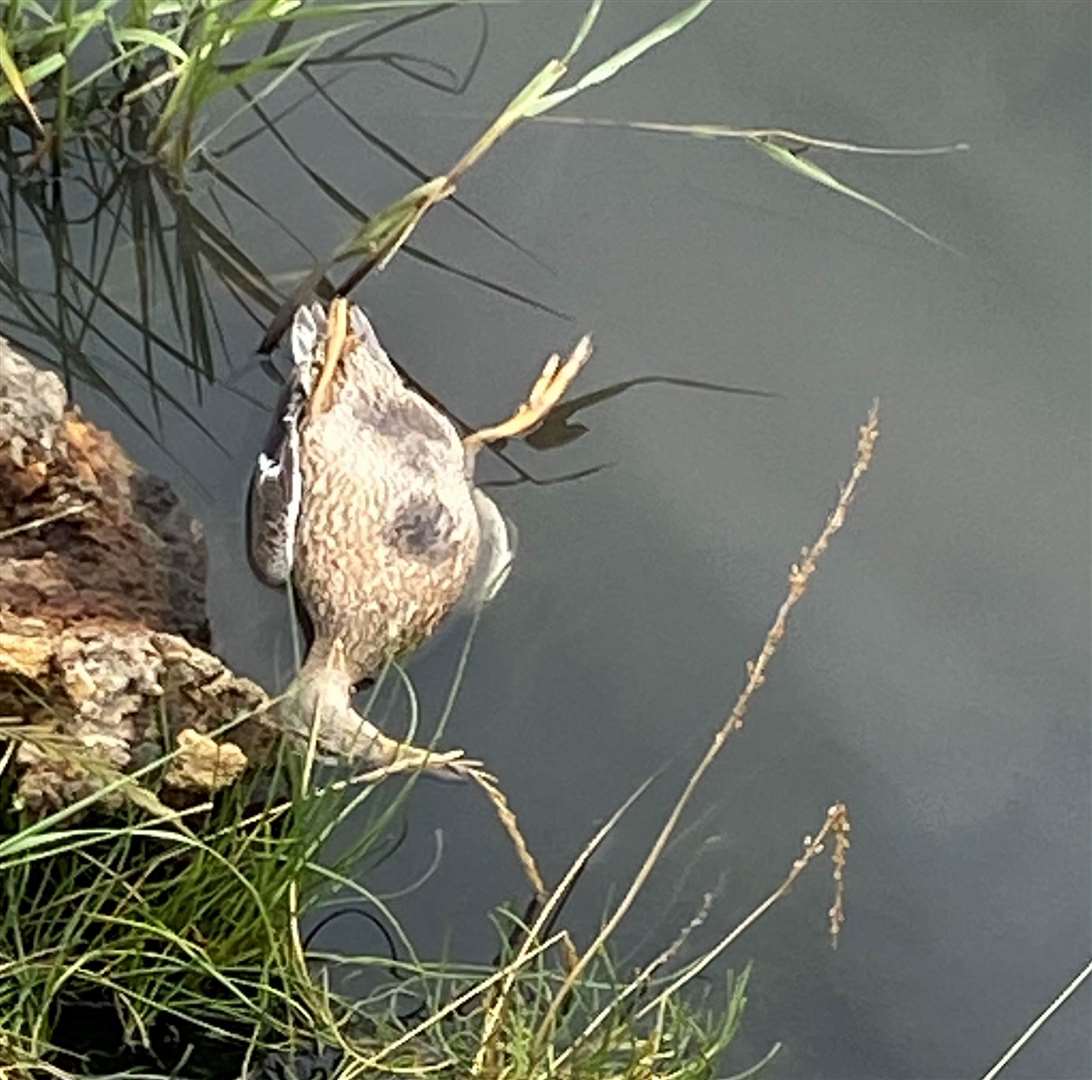 ‘Feral’ kids stoned a duck to death in Queenborough. Picture: Jackie Smith