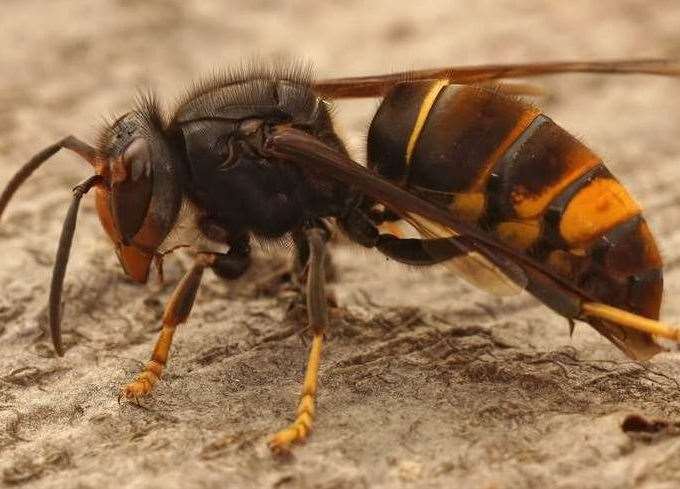 If you see an Asian hornet, you must report it. iStock image