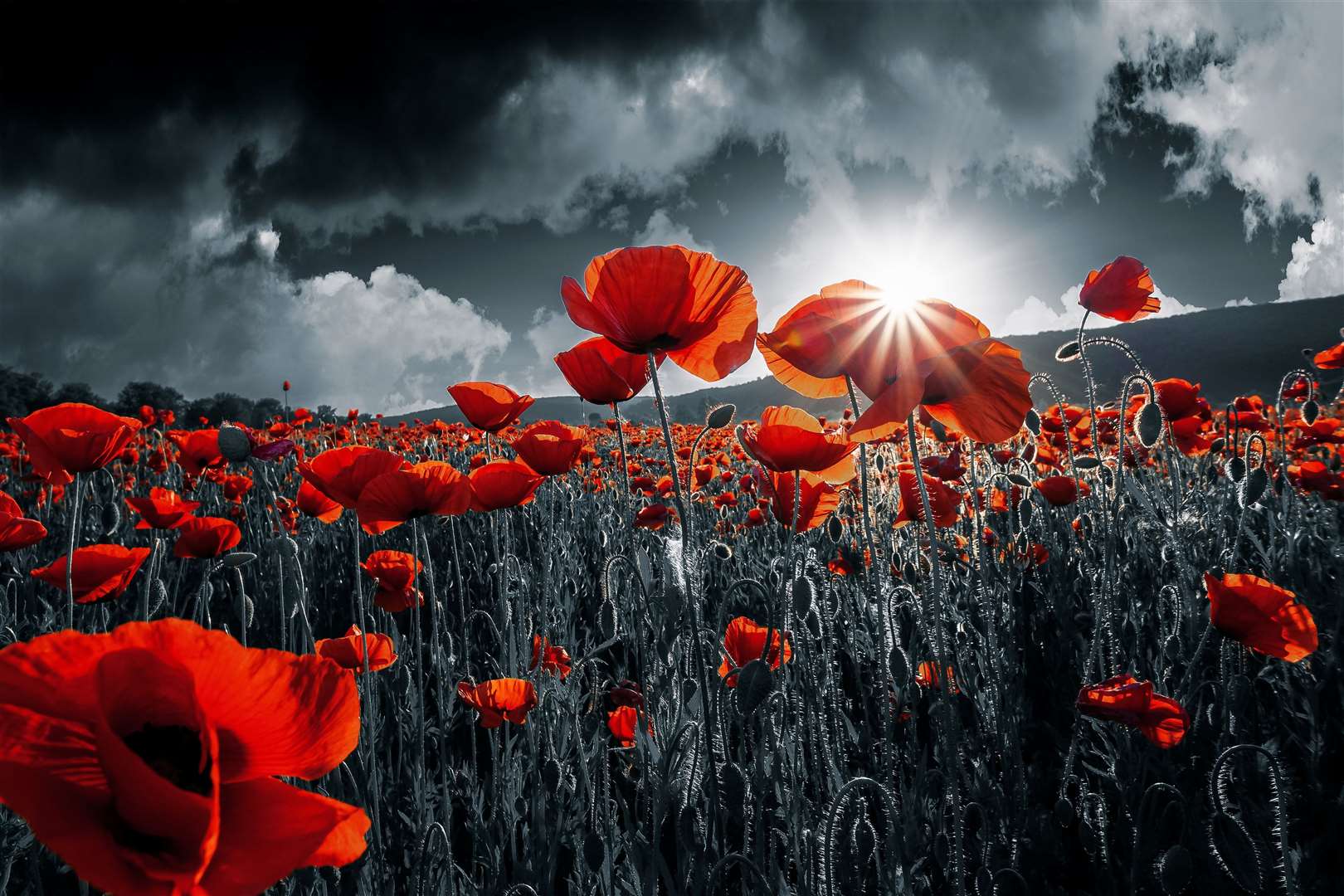 ‘Remembrance Day marks the end of the ‘war to end war’ yet 100 years later, the world is ravaged by war’