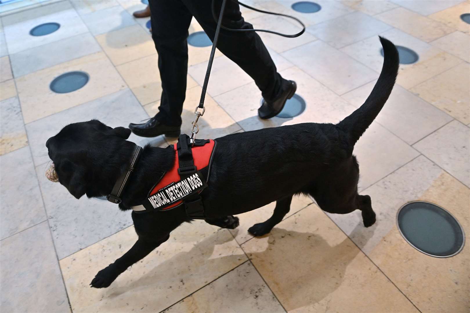 A dog is put through its paces during the demonstration to detect Covid-19 (Justin Tallis/PA)