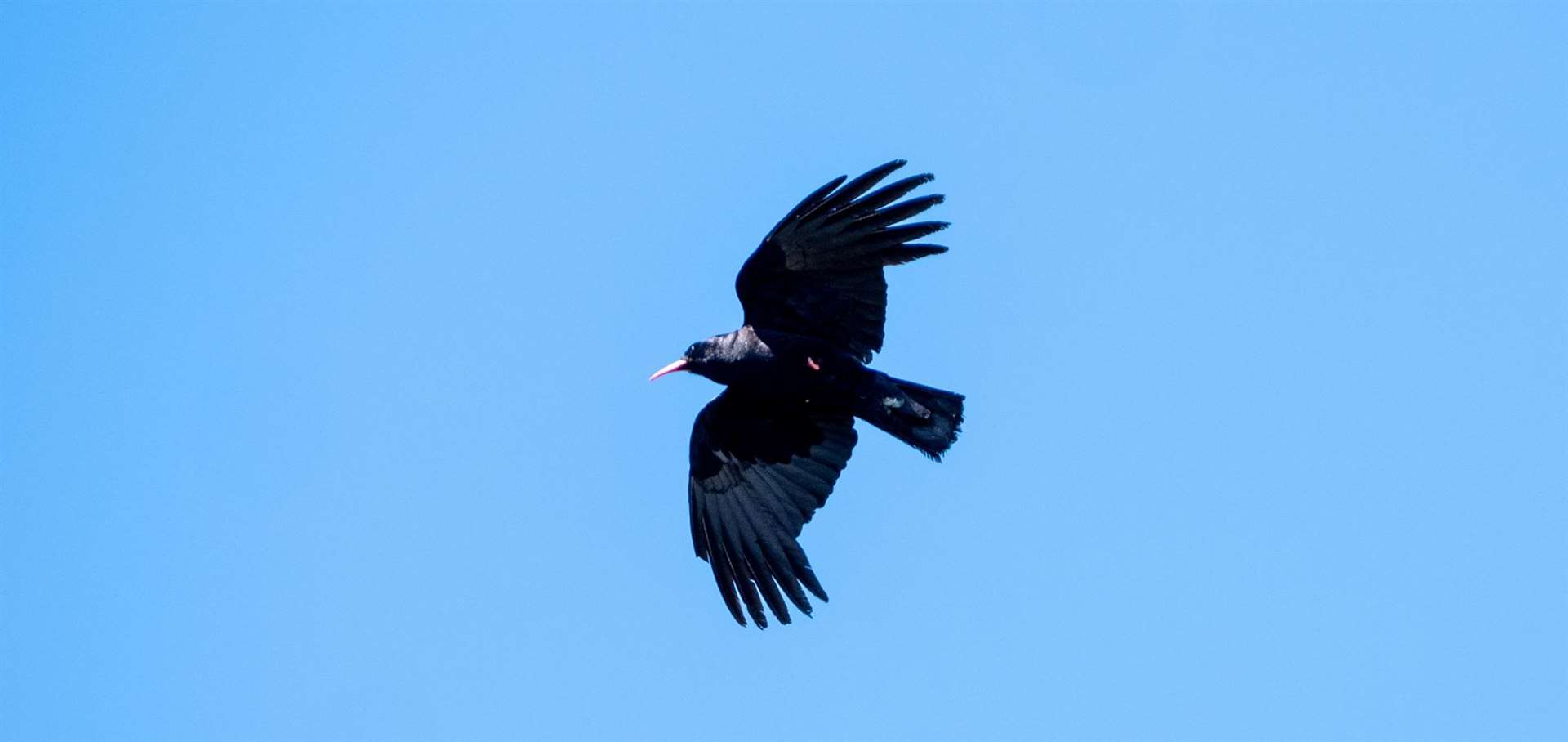 The bird has been extinct in Kent for 200 years. Picture: Harding-Lee Media/Wildwood Trust