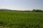 The land which would have been covered by polytunnels