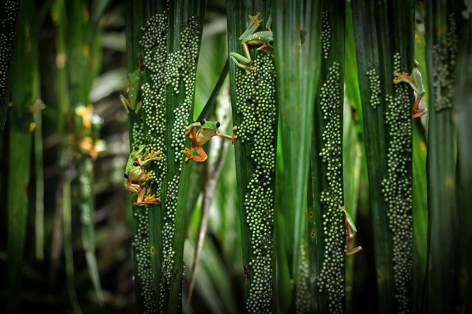 Treefrog pool party by Brandon Guell, which has been highly commended in the Behaviour: Amphibians and Reptiles category at the Wildlife Photographer of the Year competition (Brandon Guell/Wildlife Photographer of the Year)