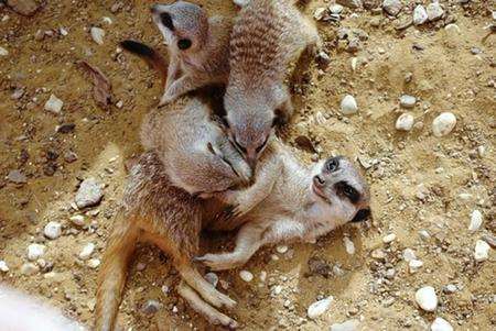 Three baby meerkats have ventured out into the open for the first time at Port Lympne animal park.