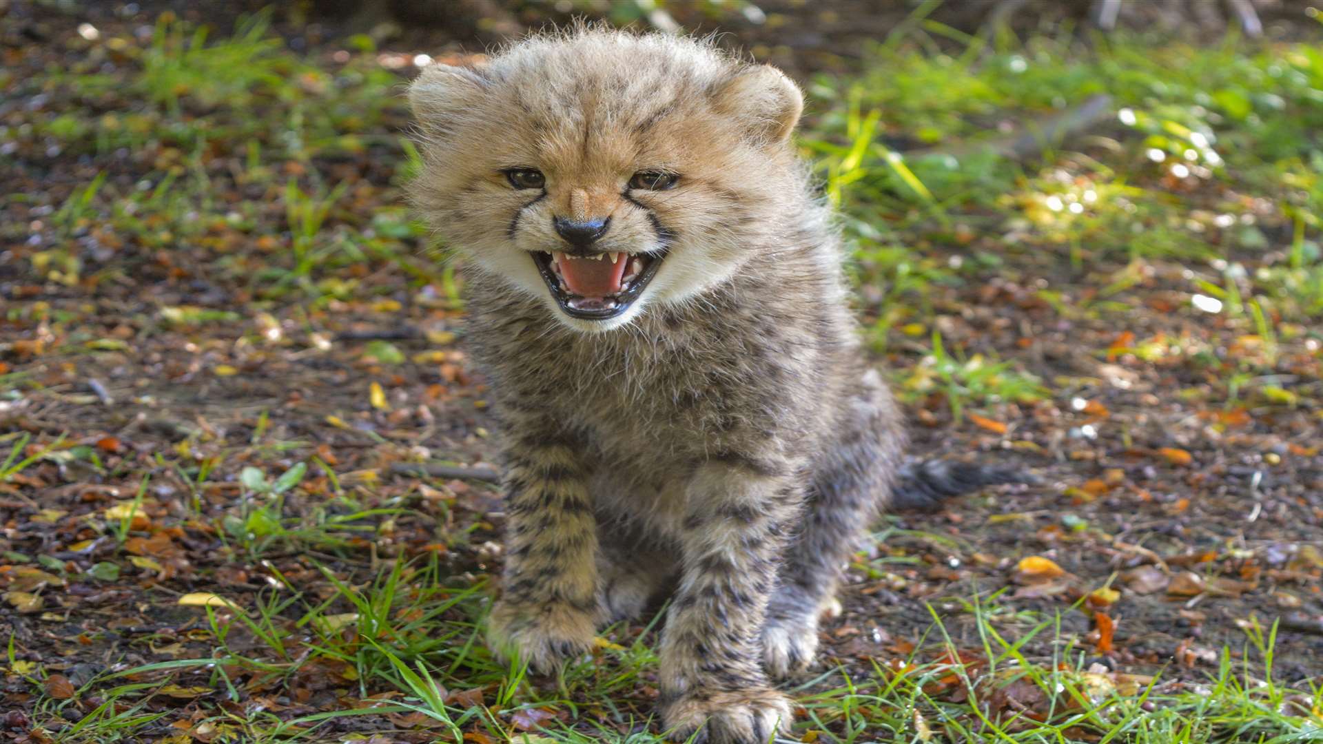 One of the new cheetah cubs at Port Lympne exercises his lungs