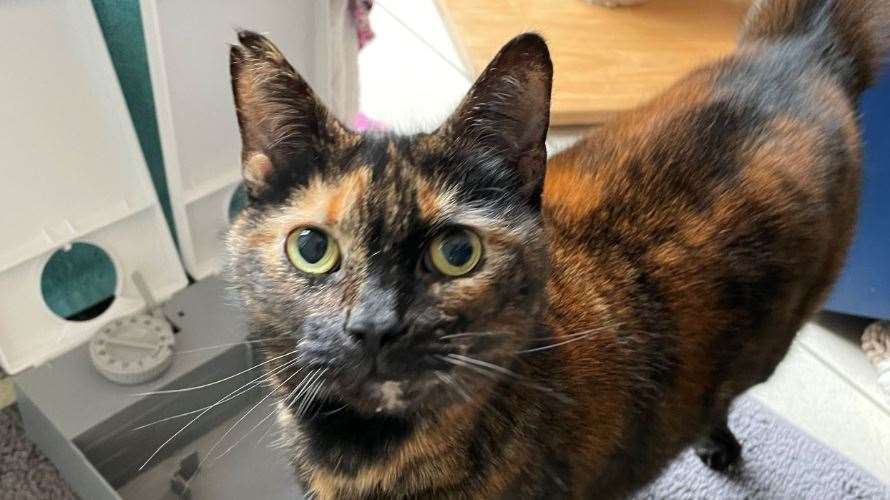 Saffron, a nine-year-old domestic short-hair at Battersea Brands Hatch