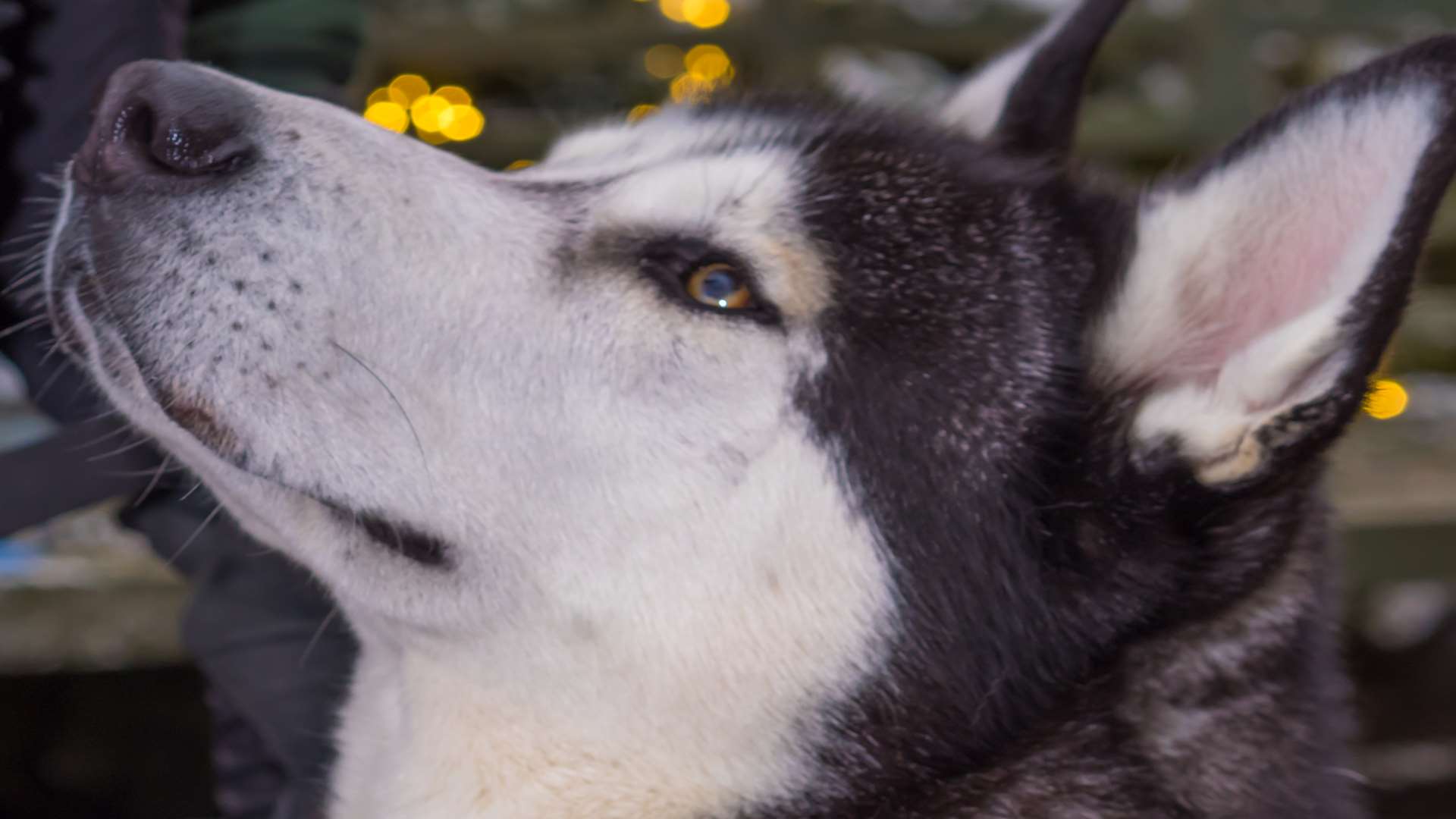 A husky at Hever