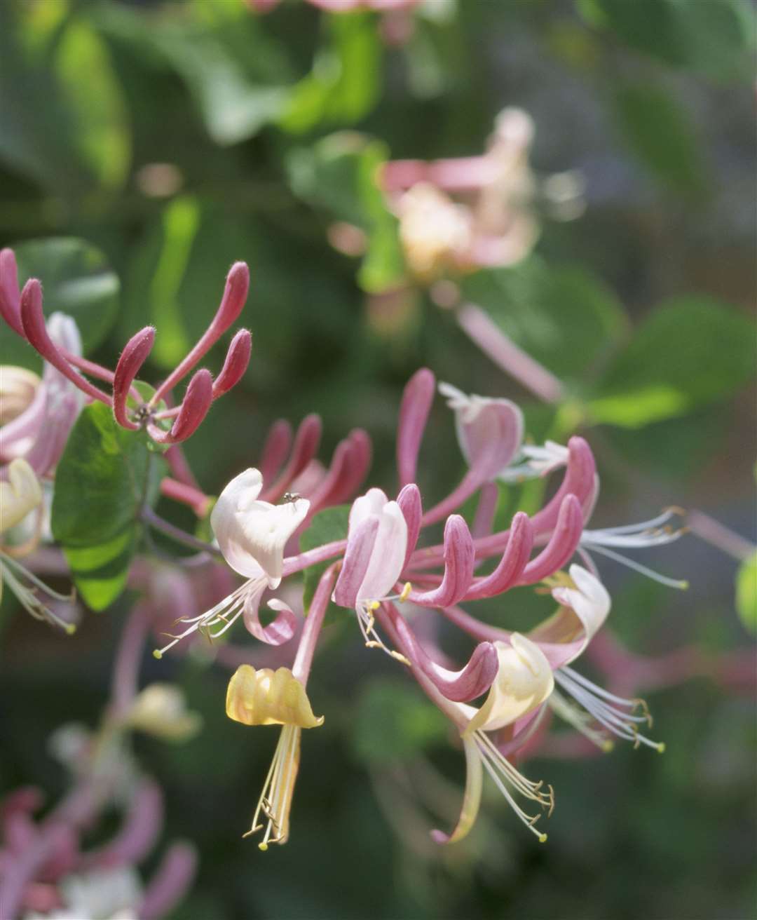 Honeysuckle Picture: National Trust/Stephen Robson