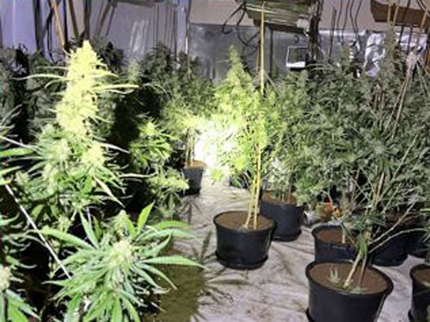 Police of the large cannabis factory (Hampshire Police/PA)