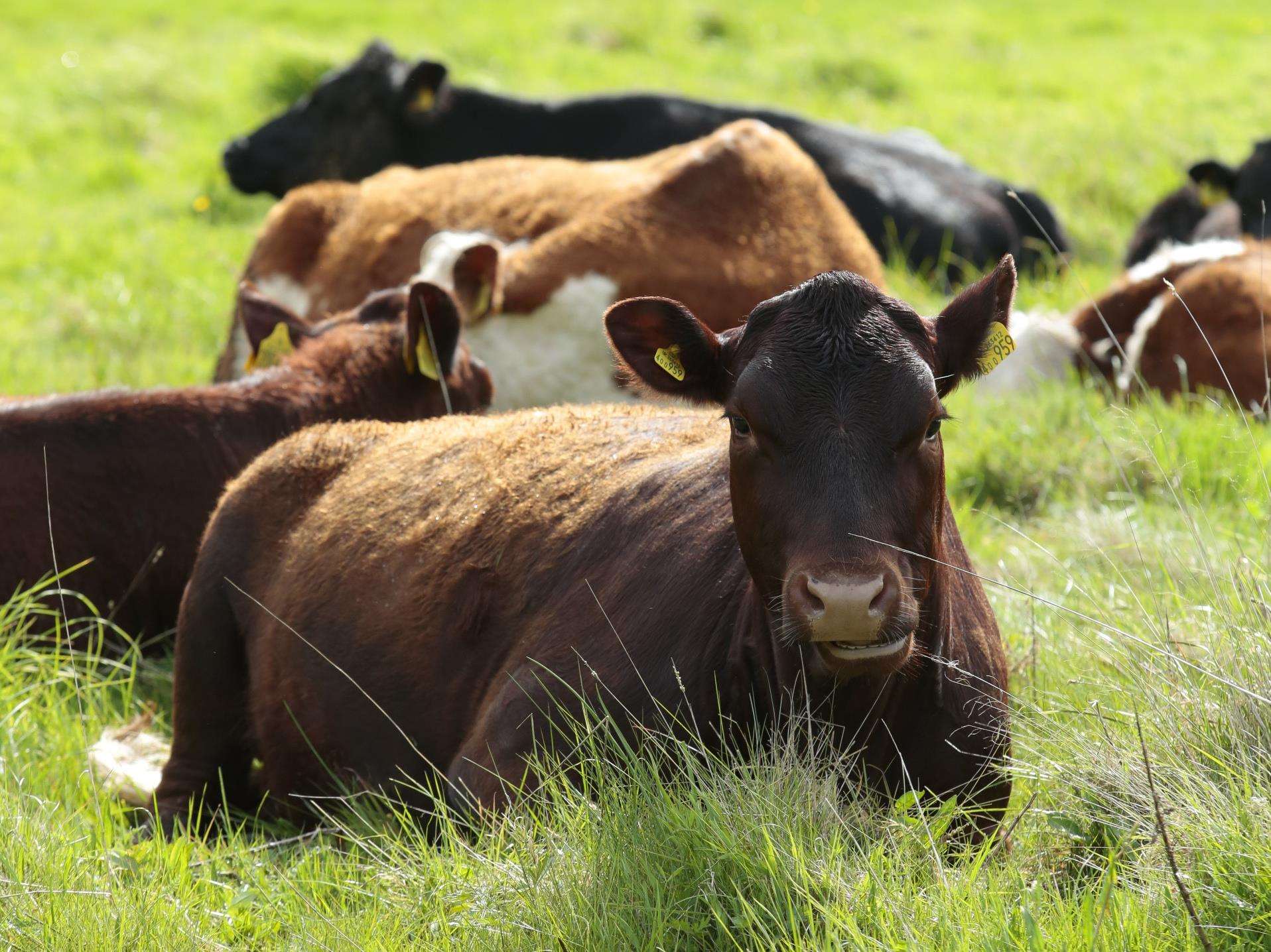 The dead cows were found in Tilsden Lane, Cranbrook.