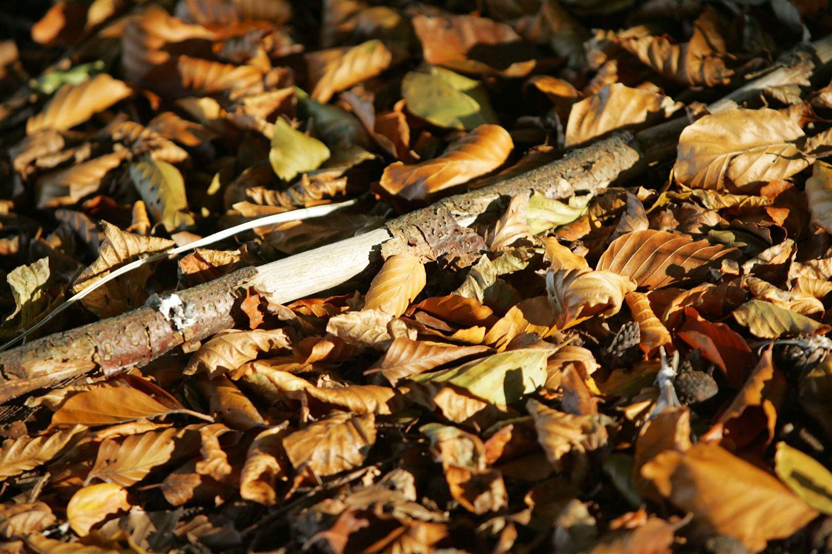 There are a number of mushrooms that can produce toxins when consumed by dogs. Picture: Richard Marsham