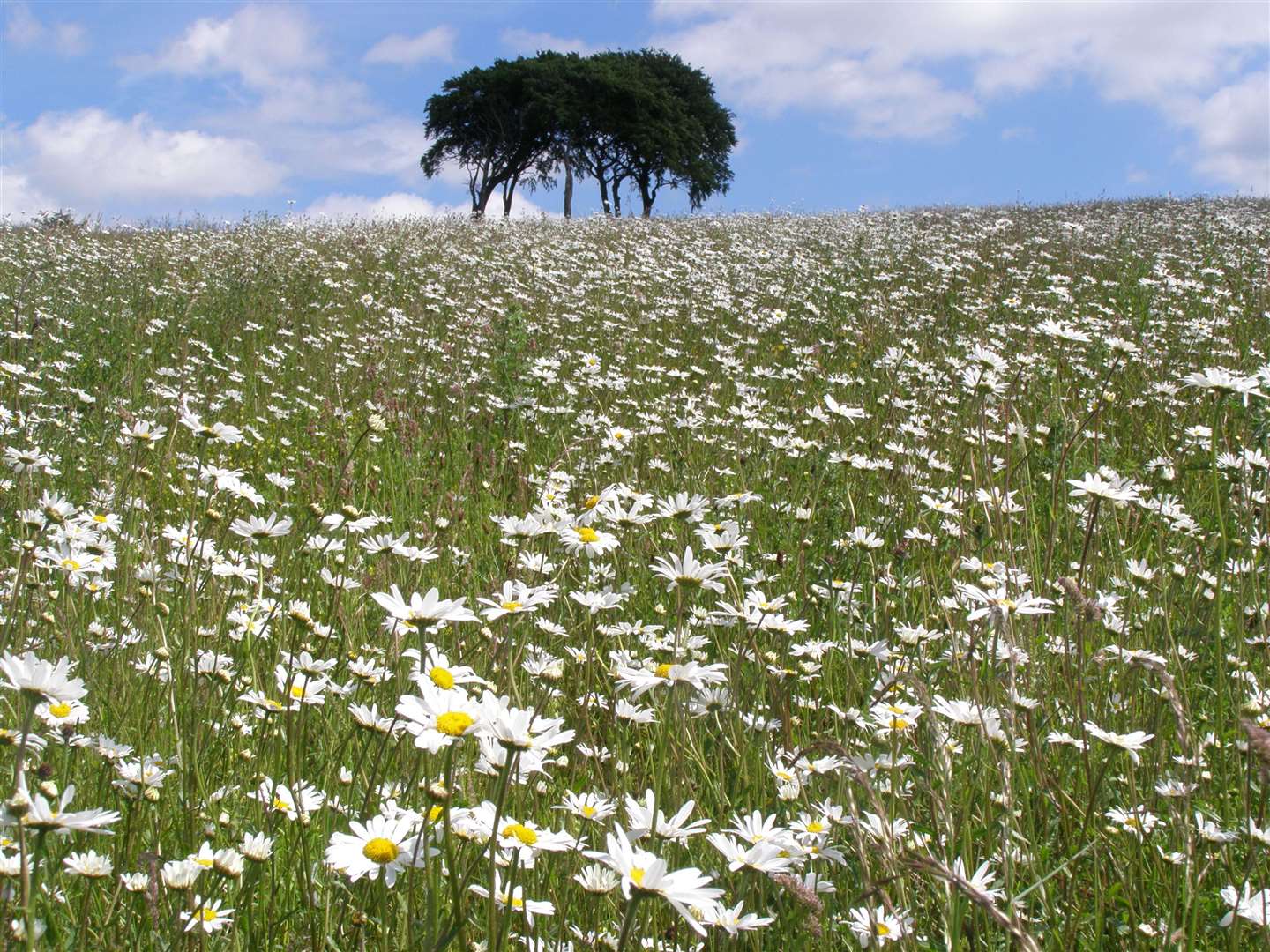 The ‘rivers of wildflowers’ the routes could create would help wildlife move through the landscape (Leanna Dixon)