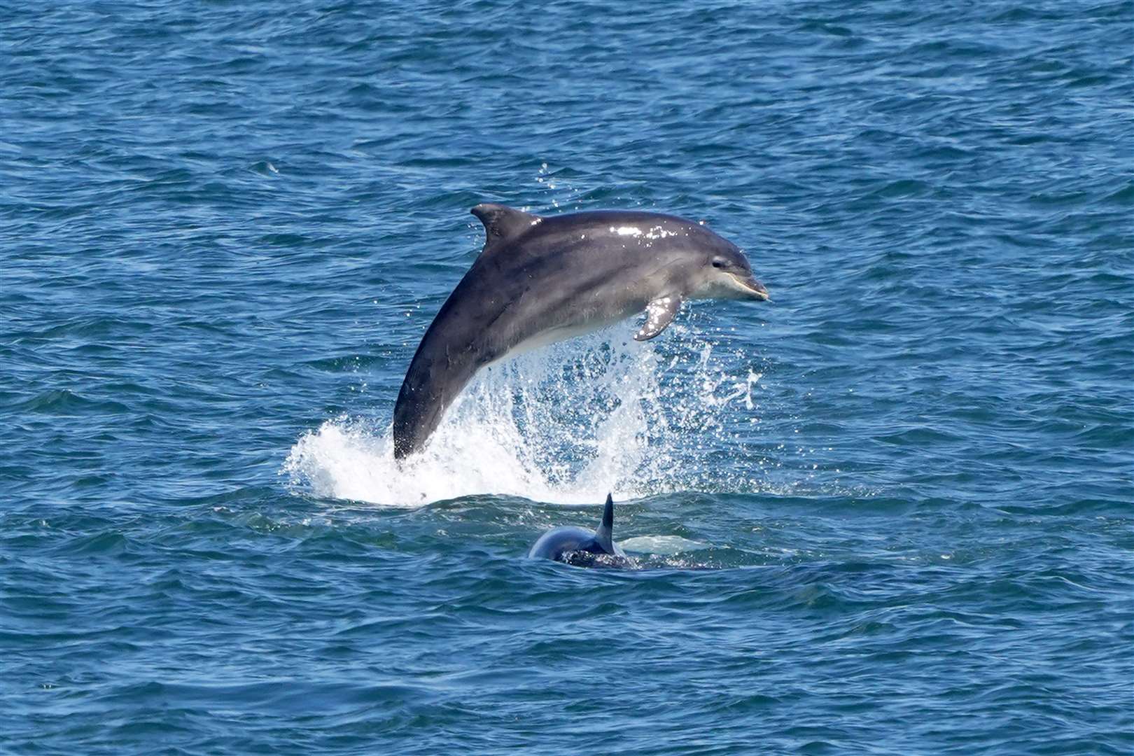 Dolphins were the victim of some crimes, Link found (Owen Humphreys/PA)