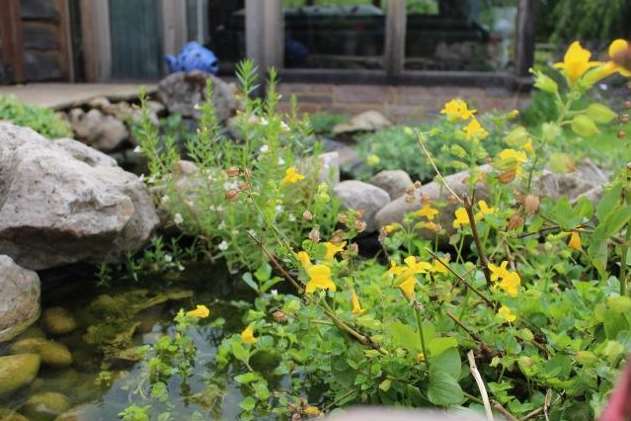 My ornamental, smaller pond