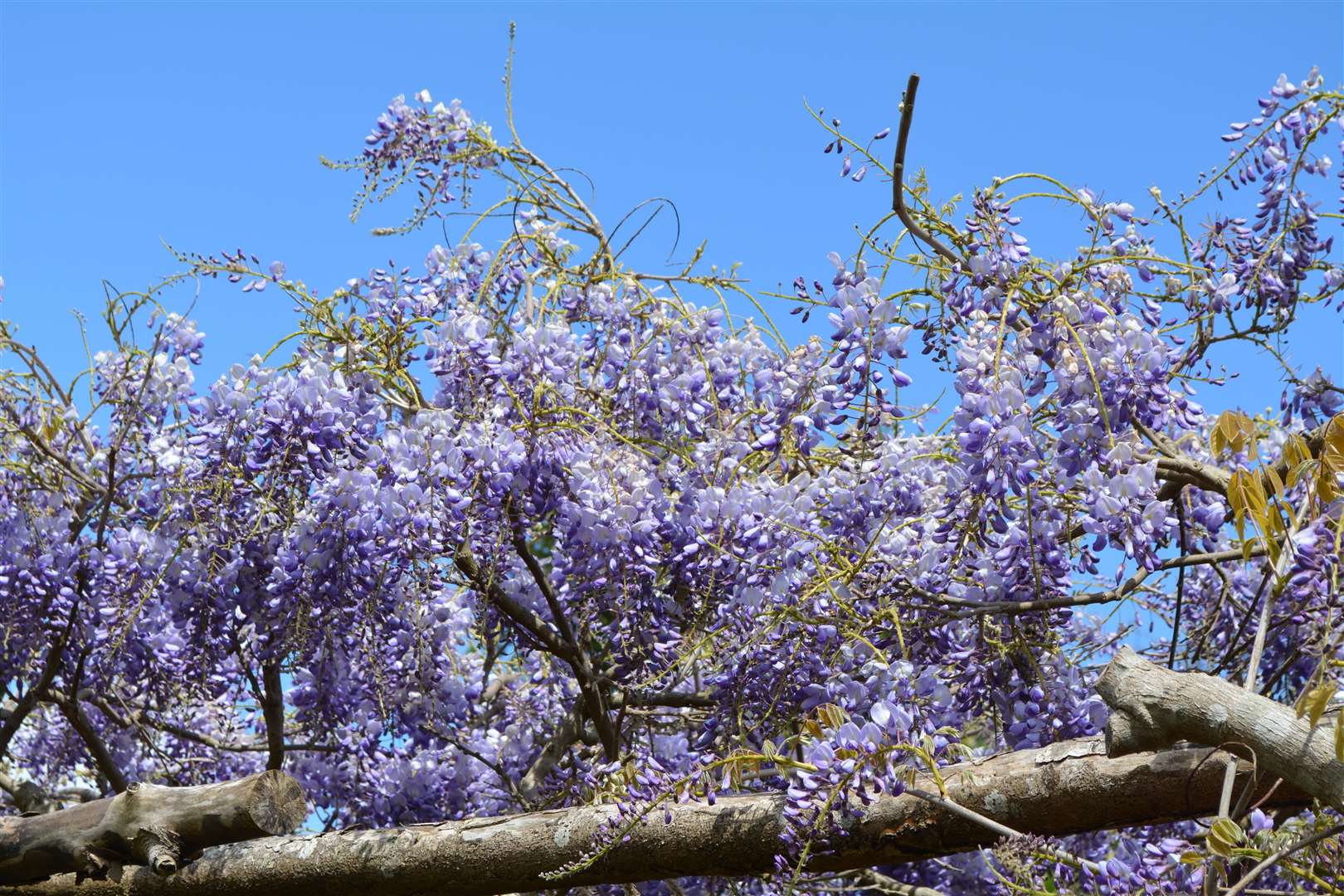 Wisteria reaching for the sun on Pergola Walk